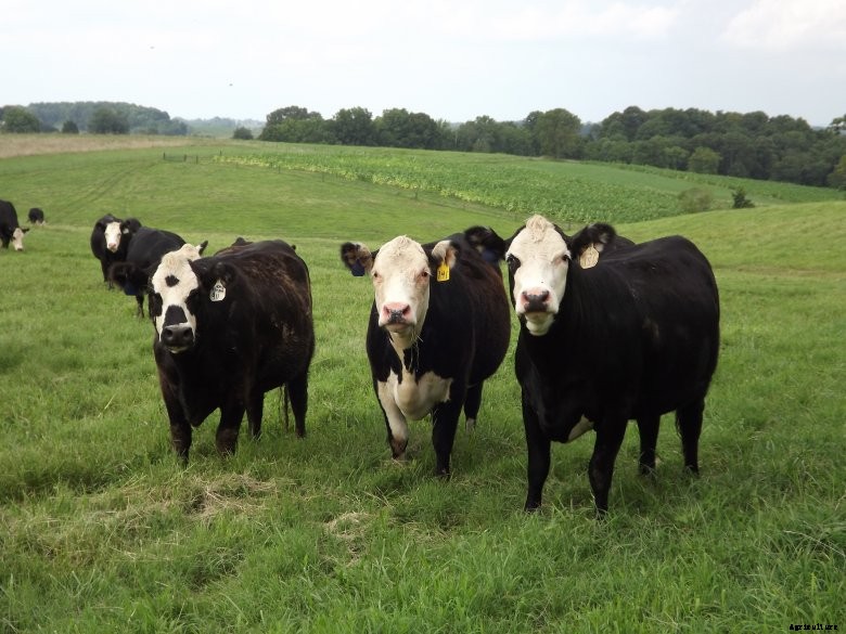 Black-Herford-Cows